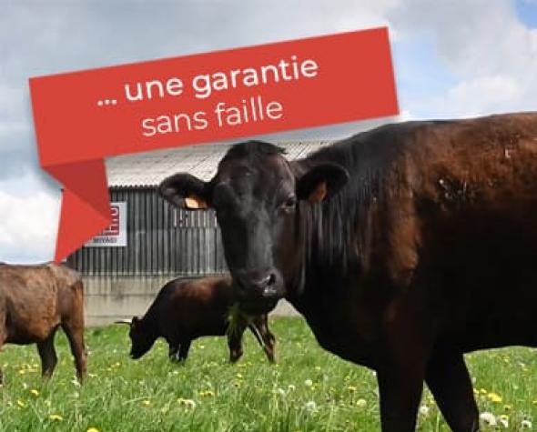 tracabilite-integrale-des-betes