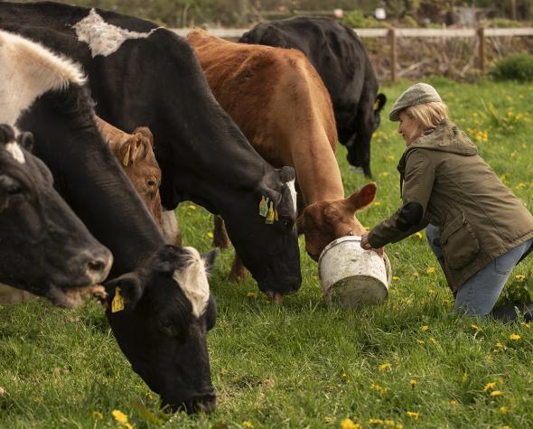 vaches-qui-paissent-autour-de-la-ferme