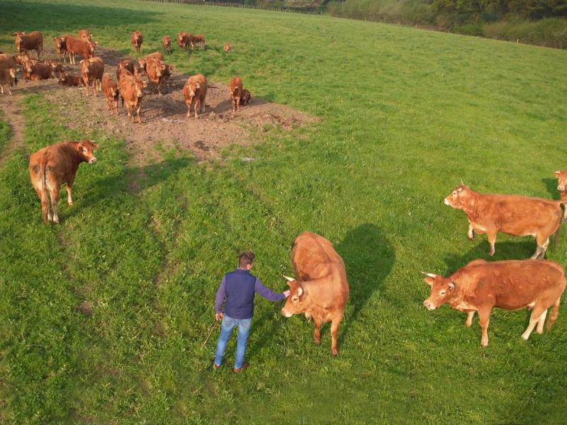 eleveurs-champs-vaches