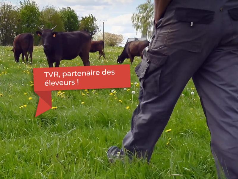 eleveurs-champs-vaches-avec-etiquette-rouge